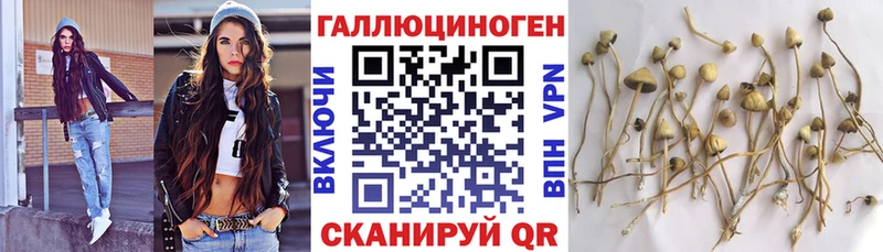Галлюциногенные грибы Psilocybe  Купить где  Валуйки 